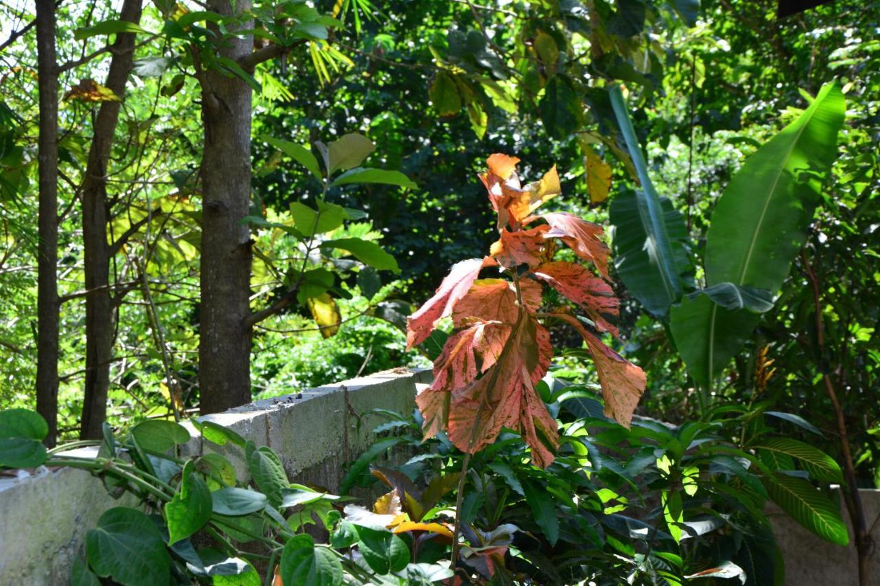 View Guesthouse & Bistro At Goyambokka Tangalle Exteriér fotografie